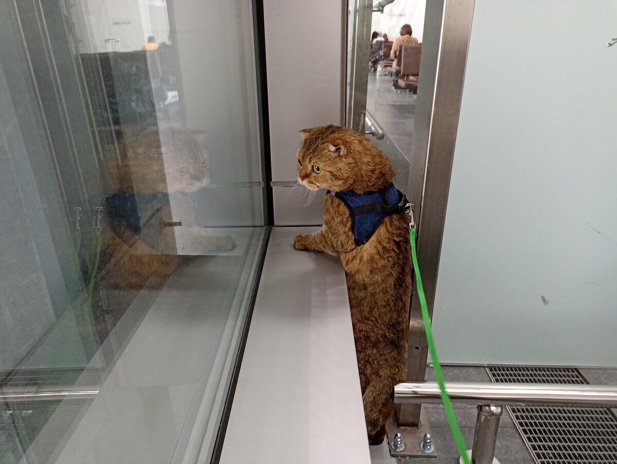 Кот номер два