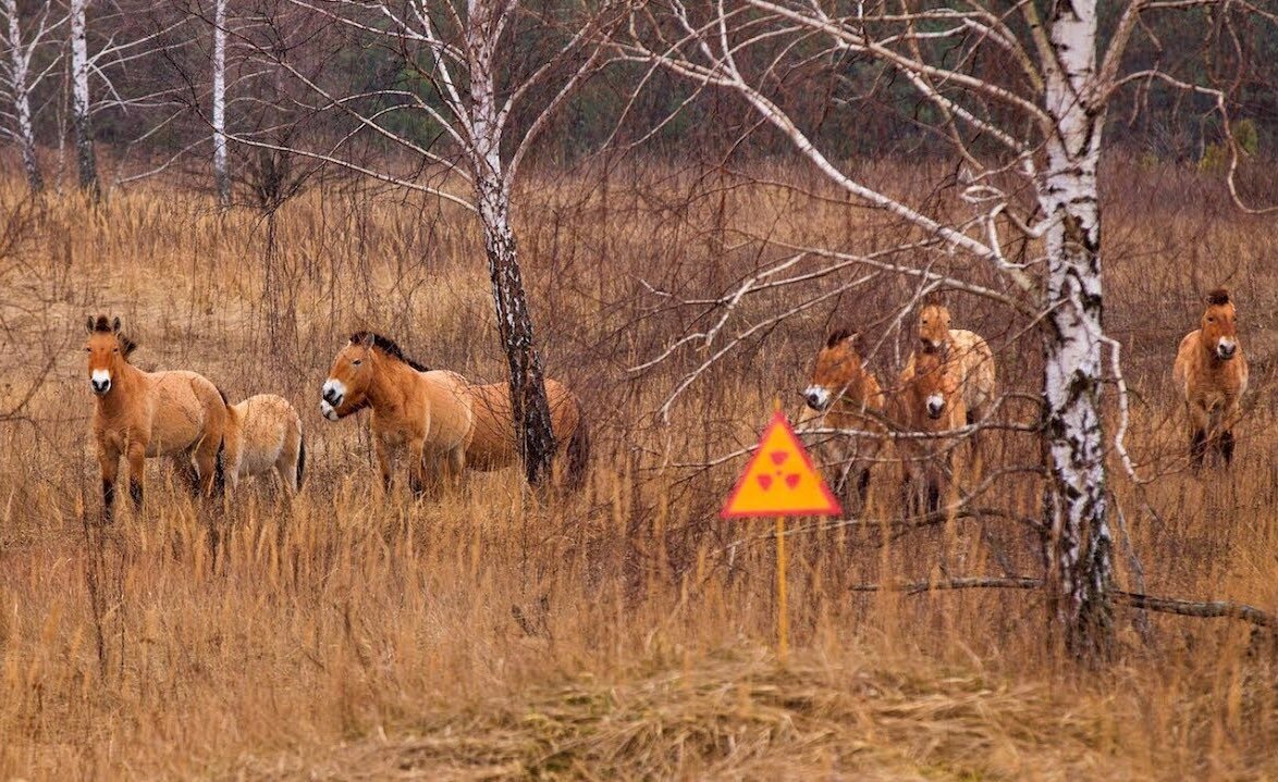 Лошади Пржевальского в зоне отчуждения.  https://ecodelo.org/v_mire/48459-chernobylskiy_zapovednik_platforma_za_klimaticheskuyu_spravedlivost_i_mentalitet