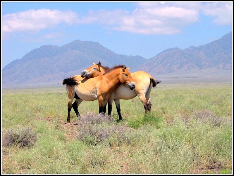 Лошади Пржевальского в Казахстане. Рустам Хабибрахманов https://mir24.tv/articles/16388429/dzhungarskoe-chudo-kak-v-kazahstane-vozrozhdayut-populyaciyu-loshadi-przhevalskogo