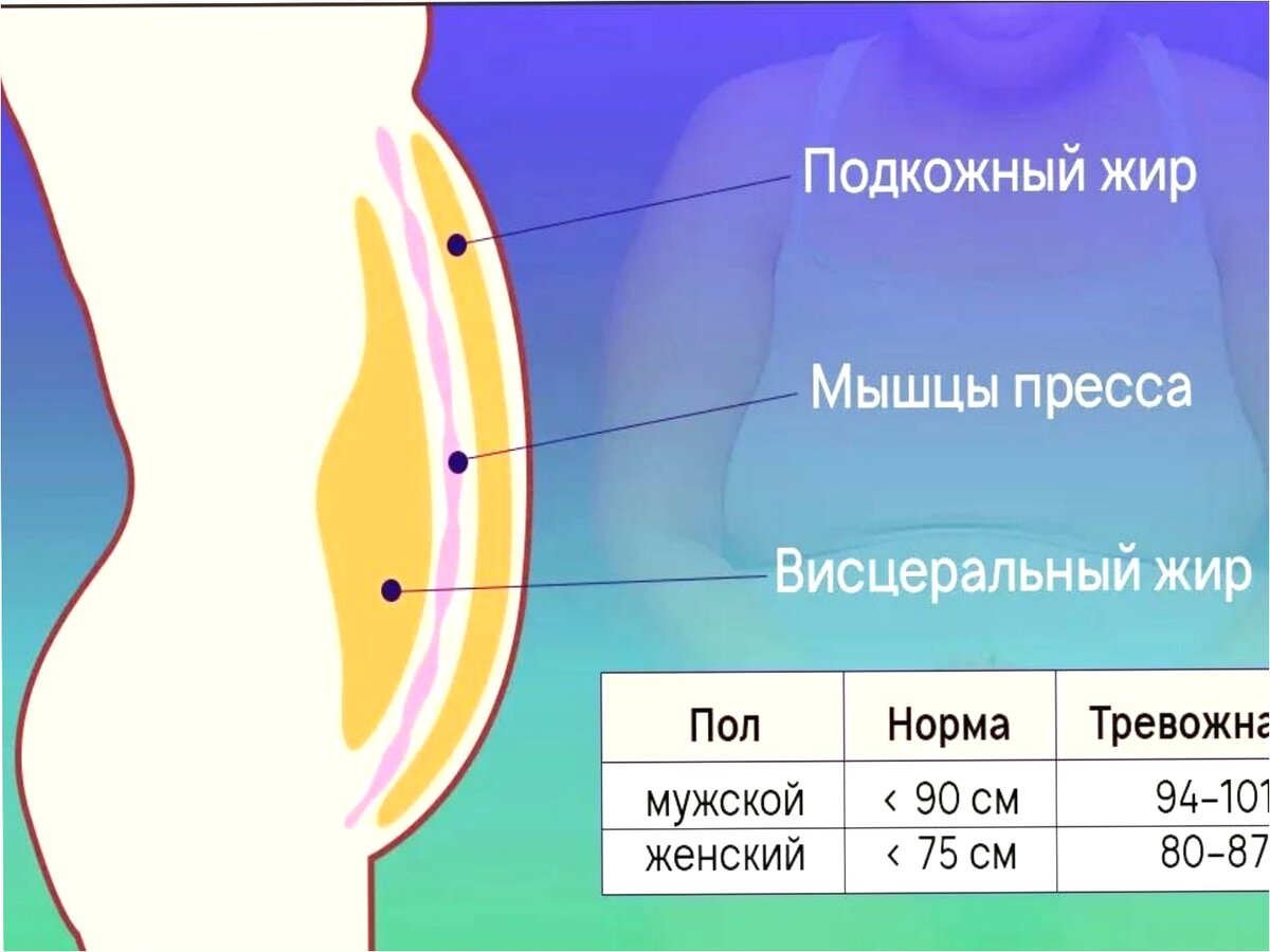 Почему заплываю жиром. Подкожный и висцеральный жир. Подкожный, висцеральный жир на животе. Внутренний висцеральный жир.