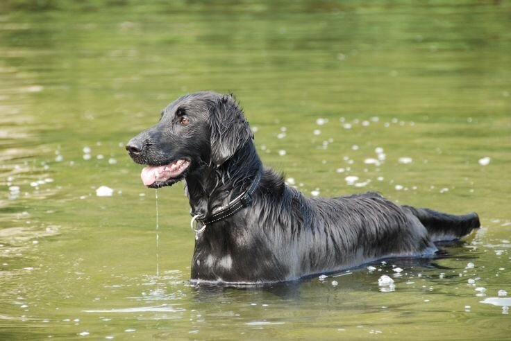 Собаки отлично плавают
