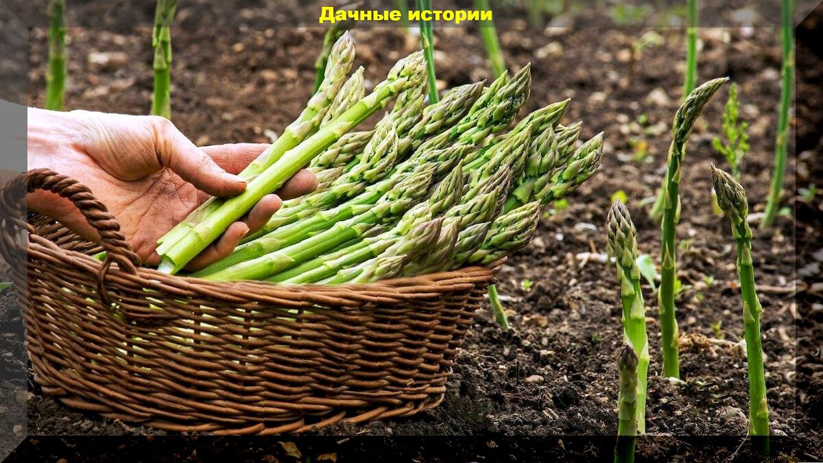 https://vk.com/photo-159774511_457265309. Спаржа в огороде 