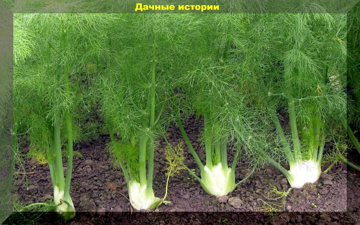 https://vk.com/photo-159774511_457265310. Фенхель обыкновенный