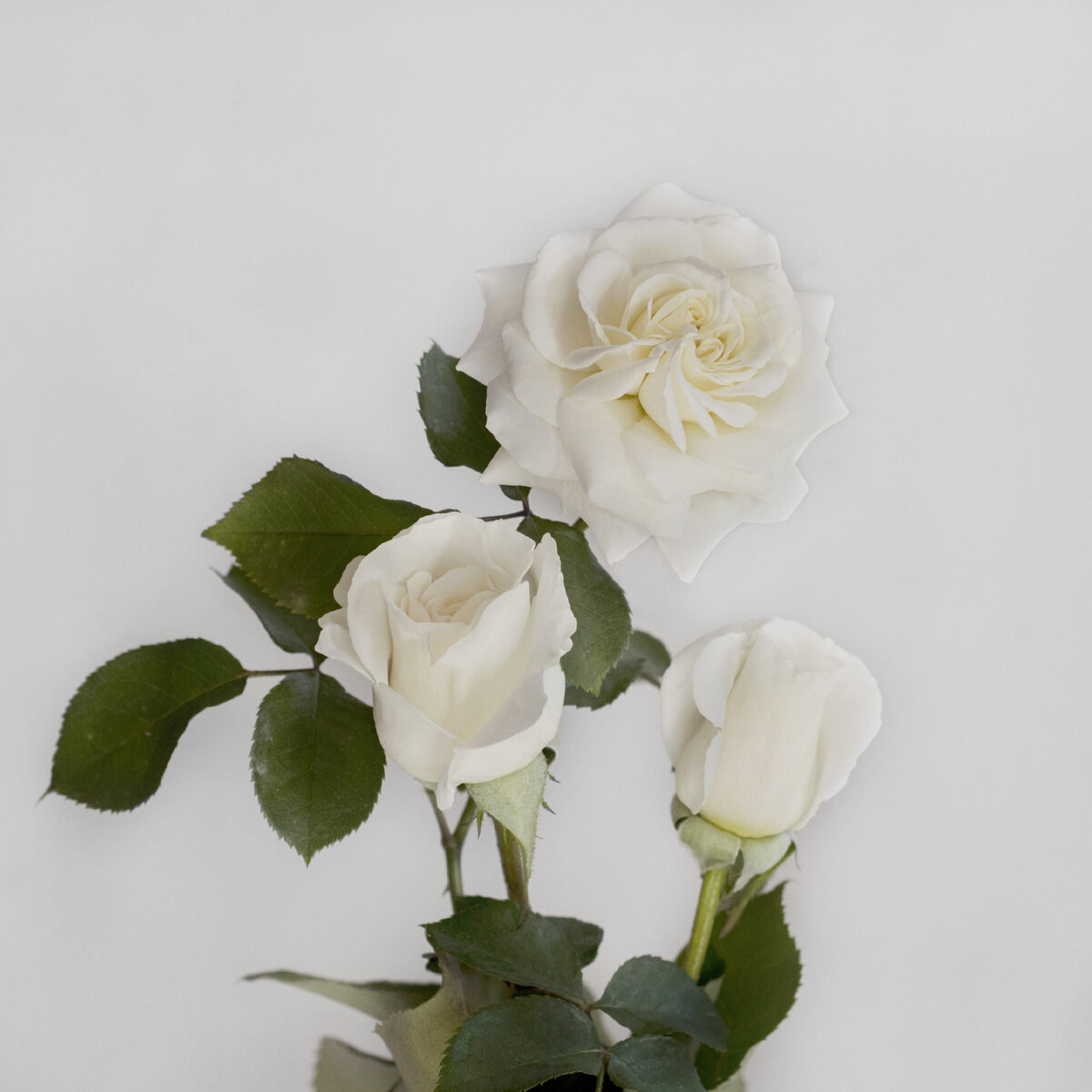 Фото PALATINE ROSES