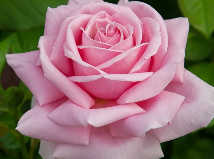 «Фредерик Мистраль». Фото Rose.it 