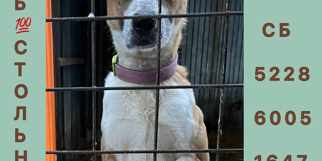 💯Мартовский День стольника собак объявляется открытым!💯