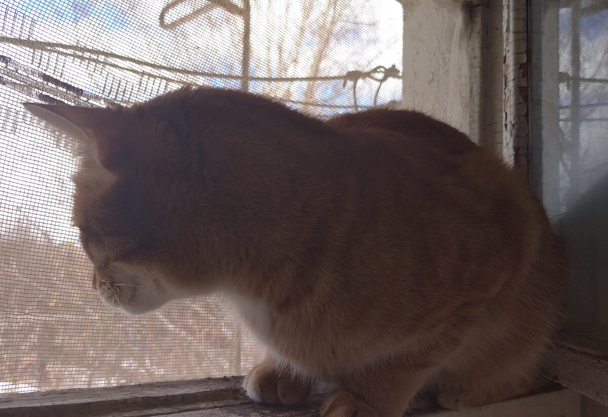 Личное  фото. 