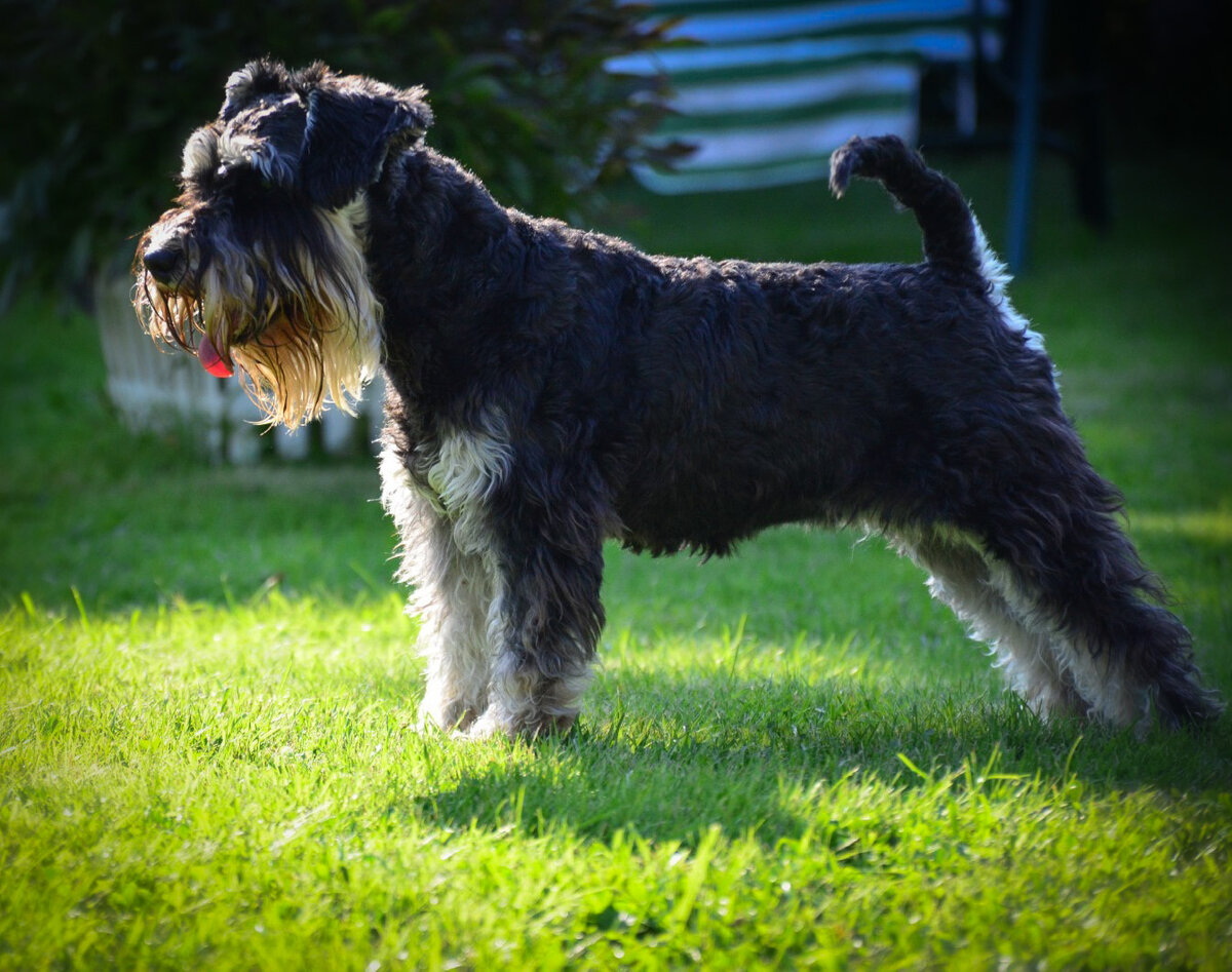 Моя красавица