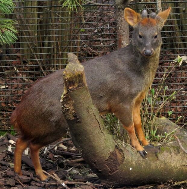 Южный пуду (Pudu puda) в Эдинбургском зоопарке (Шотландия). Фото: D. Gordon E. Robertson.