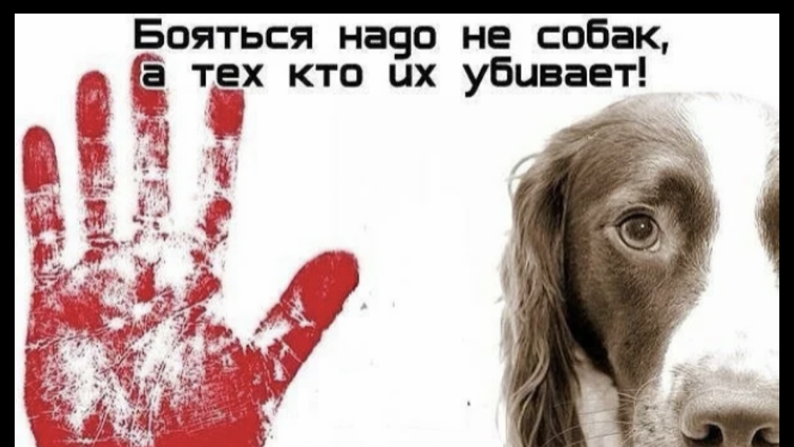Нет я их убиваю. Плакат не убивайте животных. нет насилию над животными.