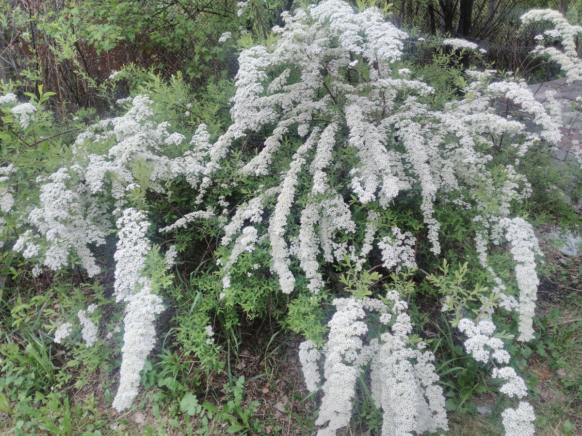 Спирея сизая сорт "Грефшейм" - моё фото