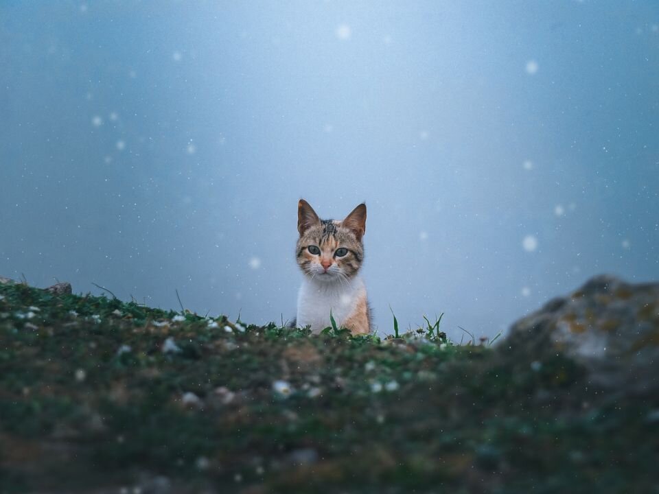    Кошка. Источник: unsplash.com