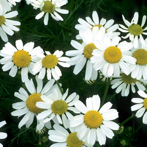 Common Names: chamomile, German chamomile.  Фото: © Steven Foster