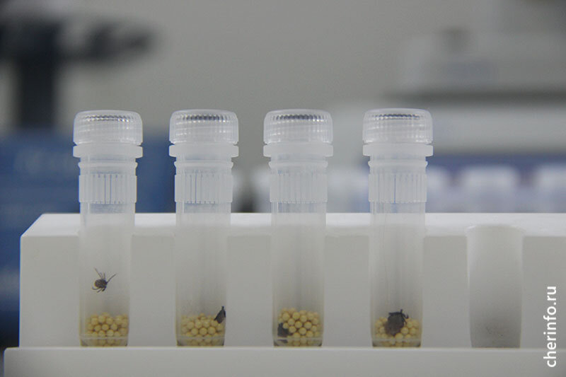    Вакцина куплена за счет областного бюджета