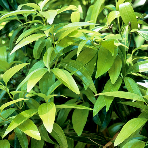 Распространенные названия: корица, кора корицы, цейлонская корица, корица кассия. Фото: © Стивен Фостер