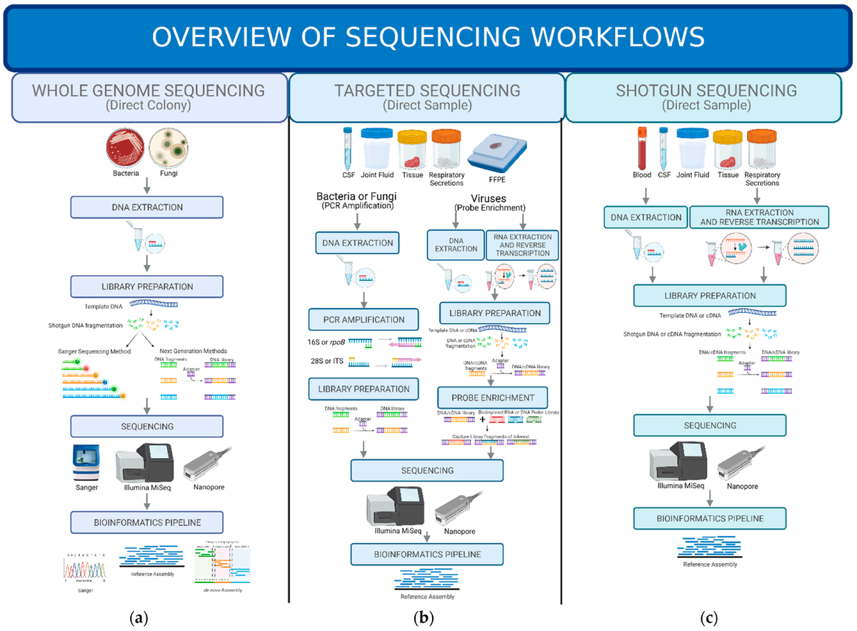 Рисунок 1. Обзор рабочих процессов секвенирования. (a) Полногеномное секвенирование - этот рабочий процесс начинается с получения колонии интересующего микроорганизма. Затем ДНК выделяется, фрагментируется и помещается в библиотеку для подготовки к секвенированию по методу Сэнгера или для других методов NGS. Затем библиотека секвенируется и анализируется с помощью биоинформационного конвейера. (b) Таргетное секвенирование - этот рабочий процесс начинается с клинического образца и включает в себя процесс отбора или обогащения перед подготовкой библиотеки в случае бактерий и грибов. Если интересующим патогеном является вирус, отбор или обогащение происходит после подготовки библиотеки. Затем подготовленные образцы секвенируются и анализируются с помощью биоинформационного конвейера. (c) Секвенирование по методу "дробовика" - этот процесс похож на процесс WGS, но вместо колонии интересующего микроорганизма ДНК или РНК выделяется непосредственно из представленного клинического образца. Выделенная ДНК или РНК проходит через подготовку библиотеки и затем секвенируется. Полученные результаты анализируются с помощью биоинформатики.