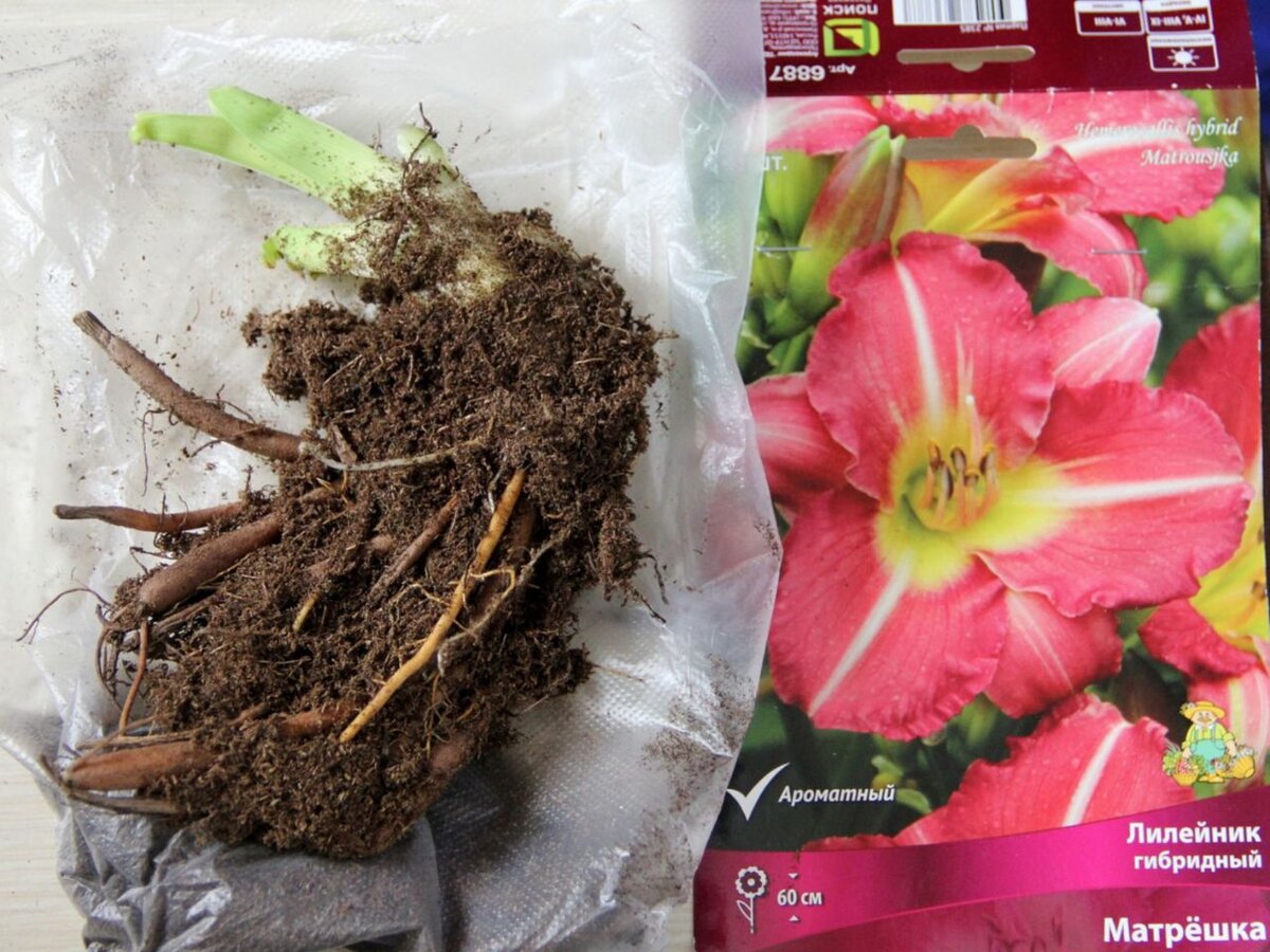 Корни лилейника в пакете уже с довольно большим ростком. Сохранить их до посадки можно двумя способами. Фото: arkktika, irecommend.ru