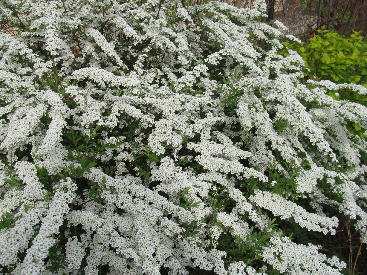 Spiraea cinerea Grefsheim осенью. Спирея пепельная Грифшейм р14. Спирея как зимует. Спирея весеннецветущая белая обрезка.