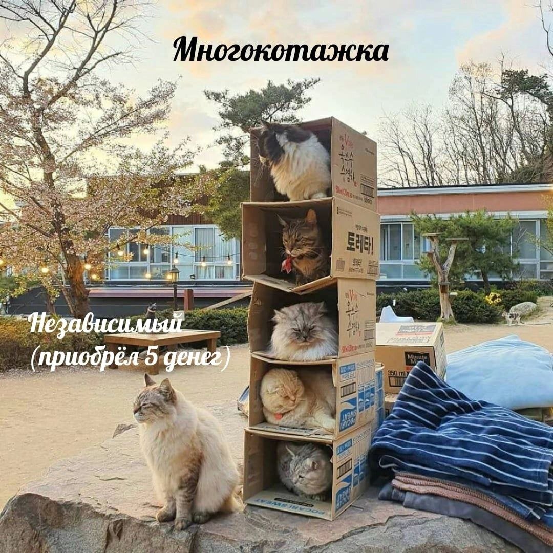 🐾Не смеши мой хвост, или коты — серьёзные ребята | Я — Кот! | Дзен