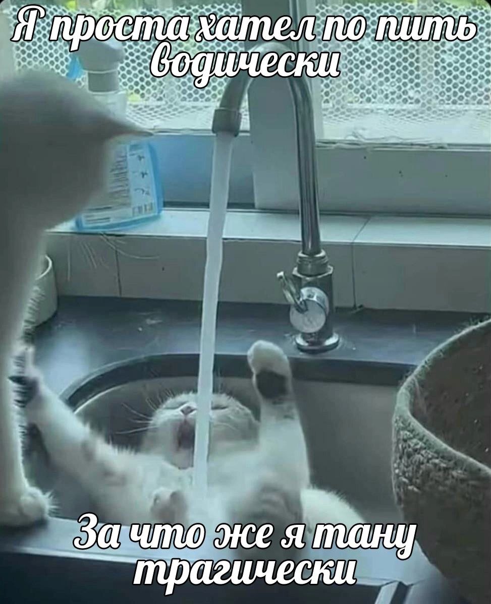 🐾Не смеши мой хвост, или коты — серьёзные ребята | Я — Кот! | Дзен