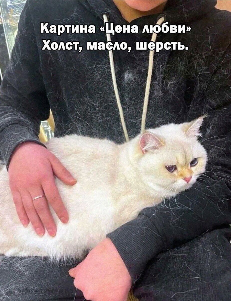 🐾Не смеши мой хвост, или коты — серьёзные ребята | Я — Кот! | Дзен