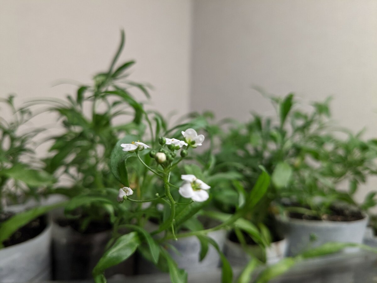 Вегетативный алиссус Snow Princess, сохраненный зимой