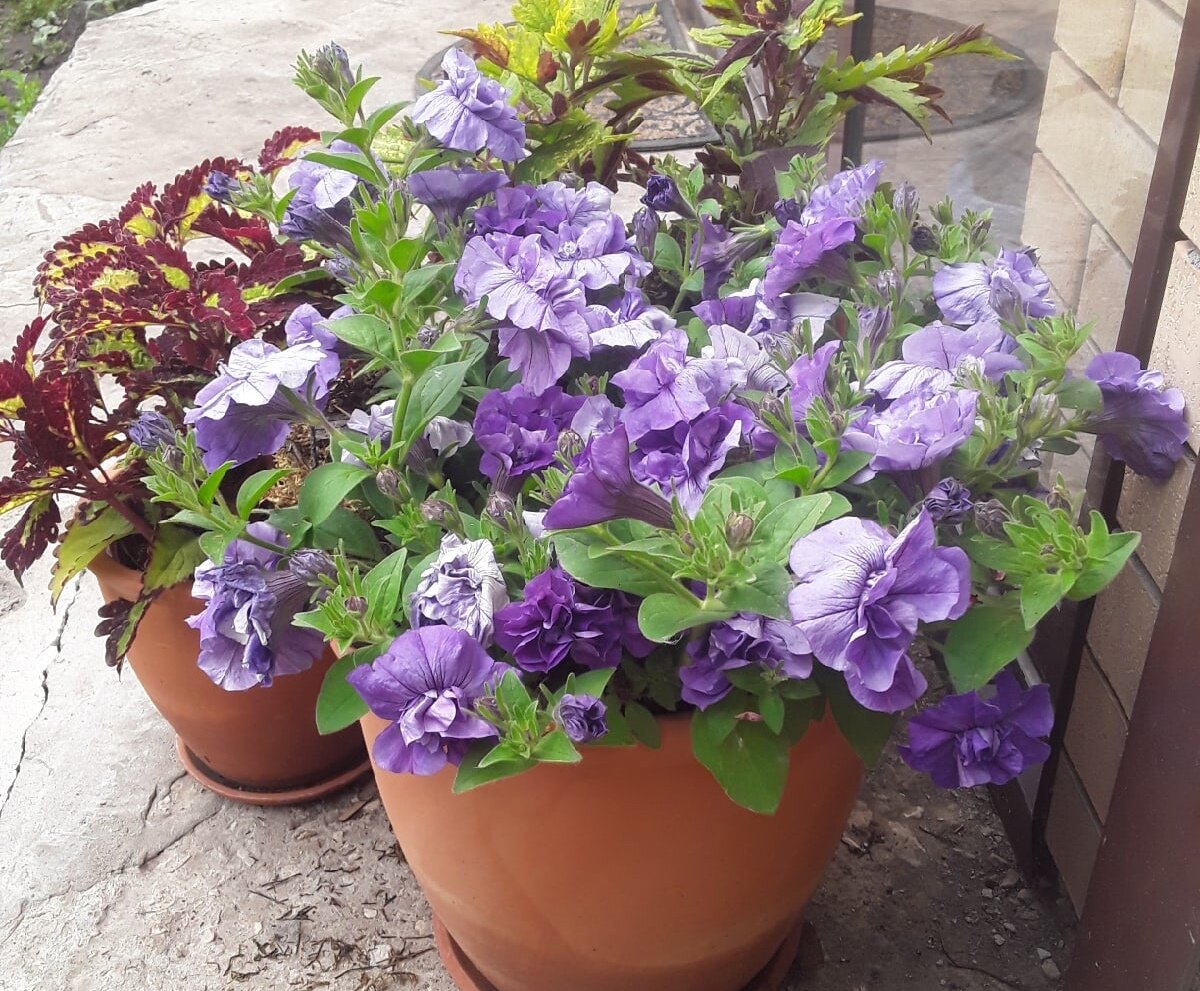 Вегетативная петуния тумбелина, сорт Sophia