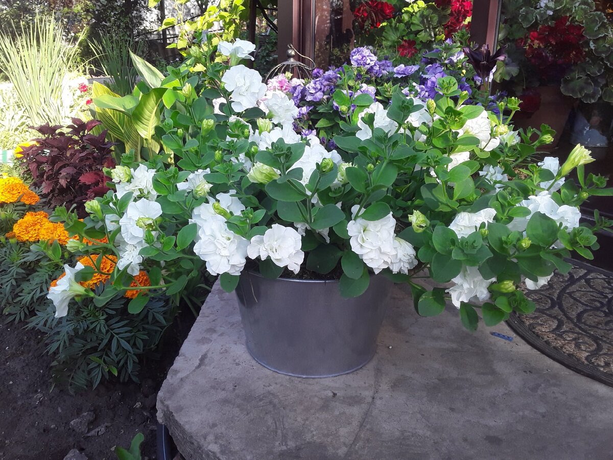 Вегетативная петуния тумбелина, сорт Diana