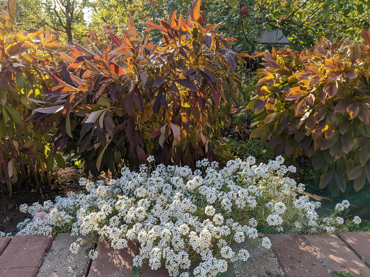 В открытом грунте