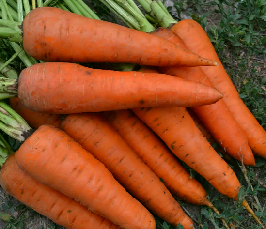 ТОП-5 сортов моркови, которые созревают самыми первыми и их можно выращивать во всех регионах нашей страны