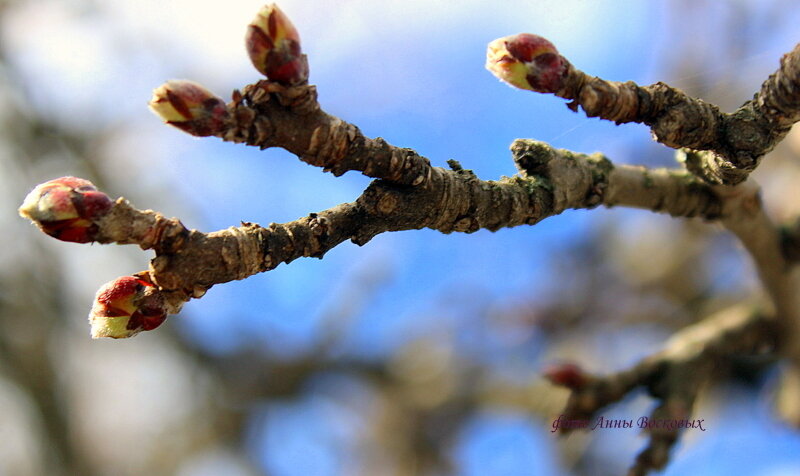 Плодушки у старой яблони. Фото из интернета.