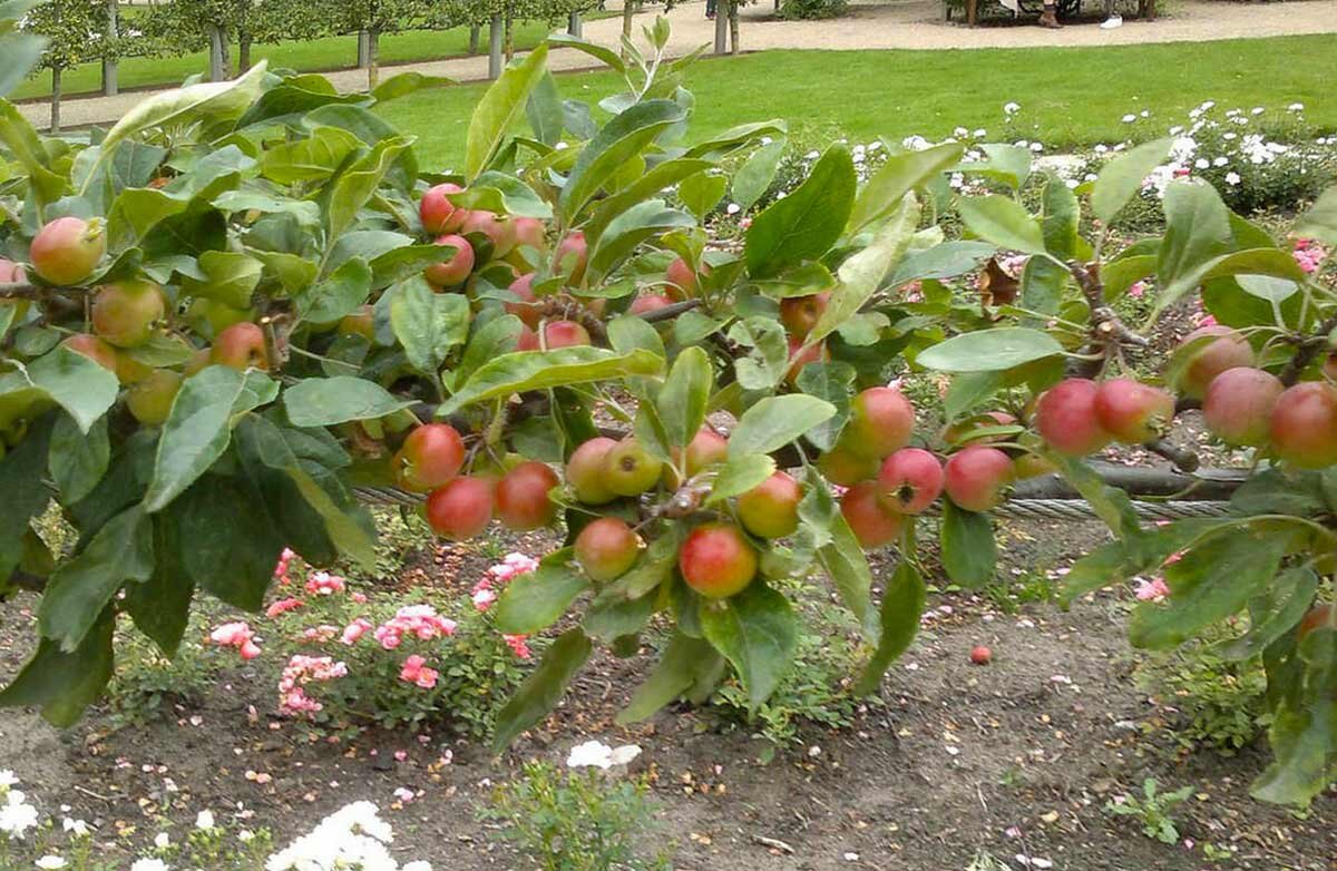 Плодовая ветка яблони. Фото из интернета.