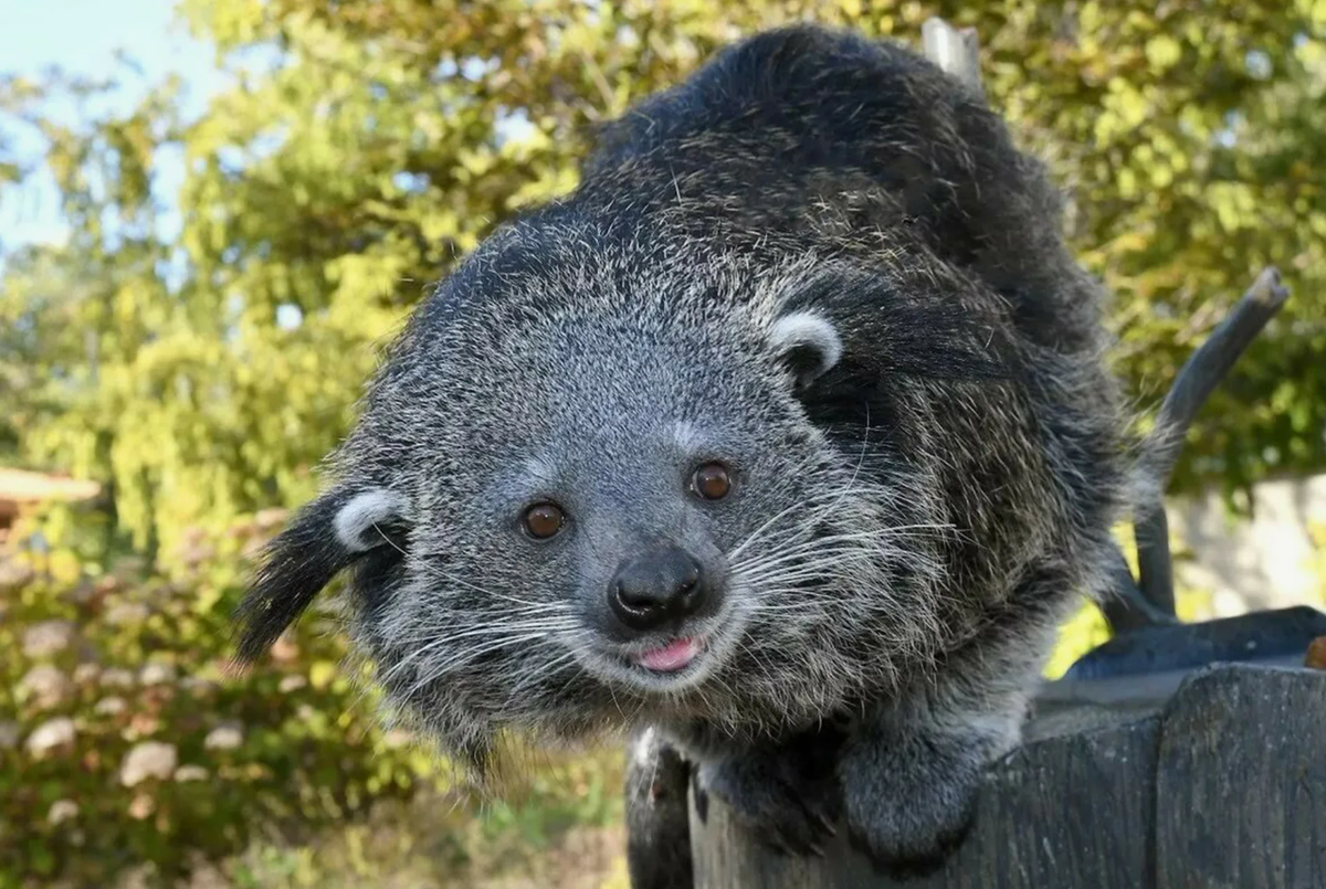 Бинтуронг, или медведь-кошка (Arctictis binturong), обладает одной удивительной особенностью, которая отличает его от большинства других млекопитающих: его моча пахнет как попкорн. Этот уникальный запах обусловлен присутствием химического соединения под названием 2-ацетил-1-пирролин (2-AP), которое также выделяется в процессе приготовления попкорна и отвечает за его характерный аромат. 2-AP образуется в результате реакции Майяра — химической реакции между аминокислотами и сахарами, происходящей при высокой температуре, что делает аромат бинтуронга одним из самых запоминающихся в животном мире. Этот запах играет важную роль в коммуникации между бинтуронгами, помогая им отмечать свою территорию и общаться друг с другом.