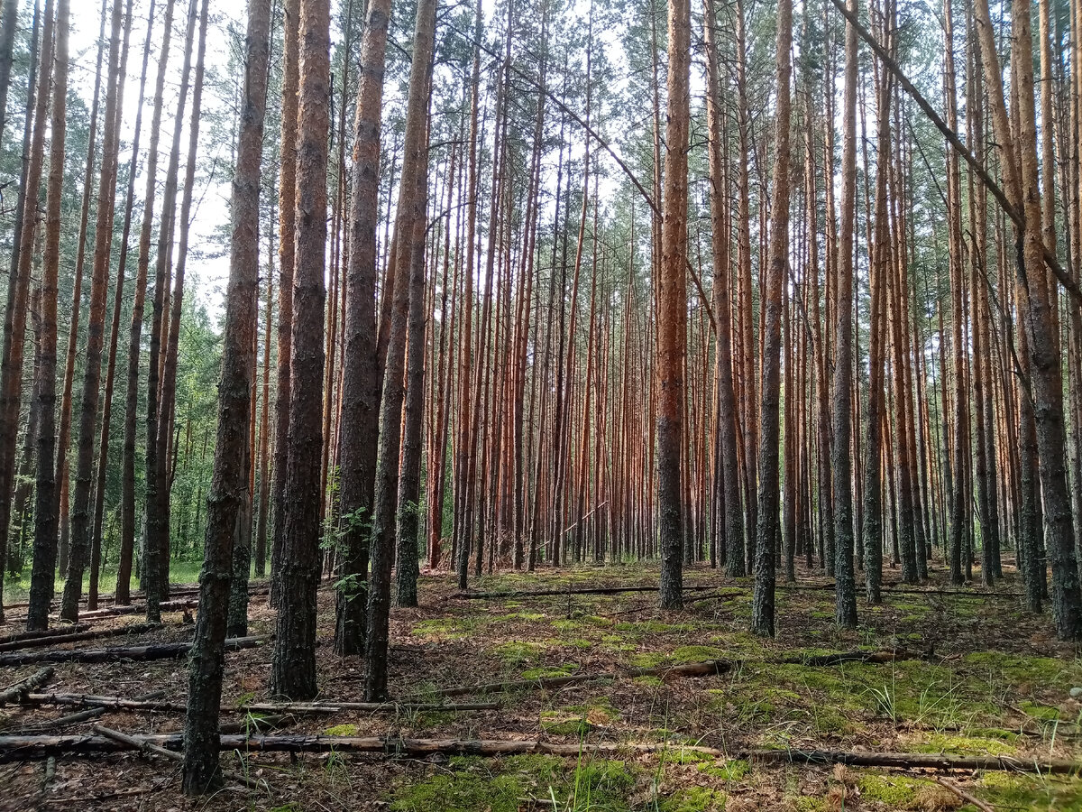 Молодой сосняк