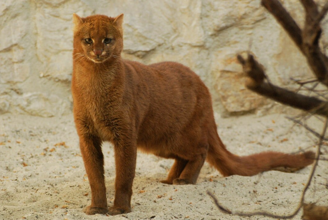 Рыжая кошка, или ягуарунди (Puma yagouaroundi), отличается необычной гибкостью в своем поведении, что делает её уникальным представителем среди диких кошек. Но один из самых интересных фактов о ягуарунди заключается в её способности изменять цвет меха в течение жизни. Животные рождаются с черным или темно-коричневым окрасом меха, который может стать значительно светлее или измениться на серый или рыжий цвет по мере взросления.