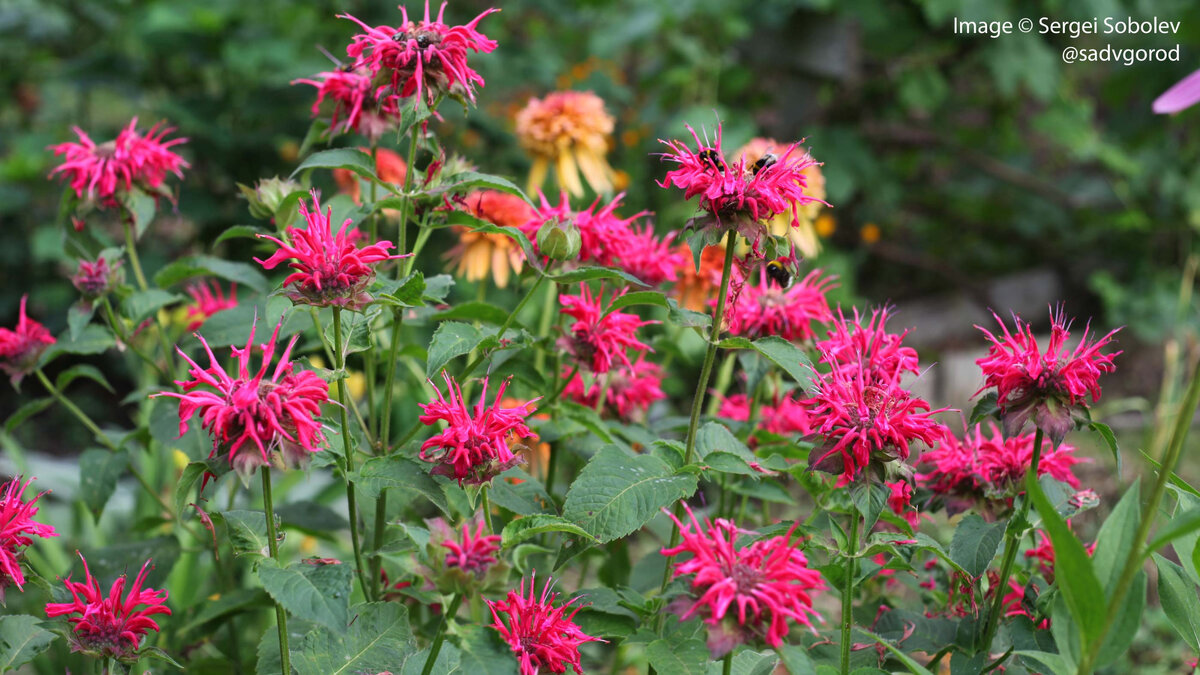 А это, вероятно, этот же сорт в мамином саду в сложной цветовой комбинации с махровой оранжевой эхинацеей.