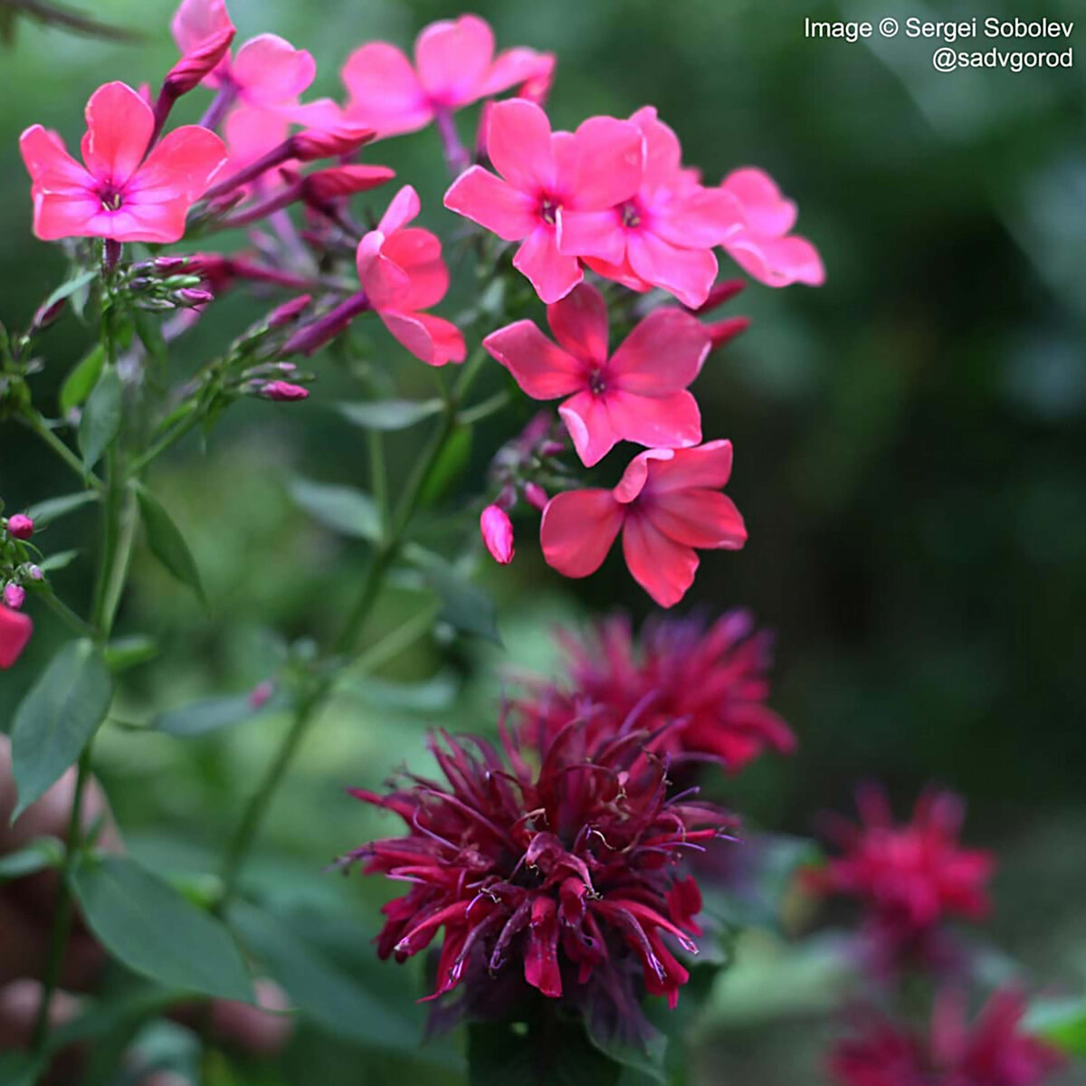 Условно 'Свекольная' монардка. Здесь в соседях у неё флокс 'Иван-заря'.
