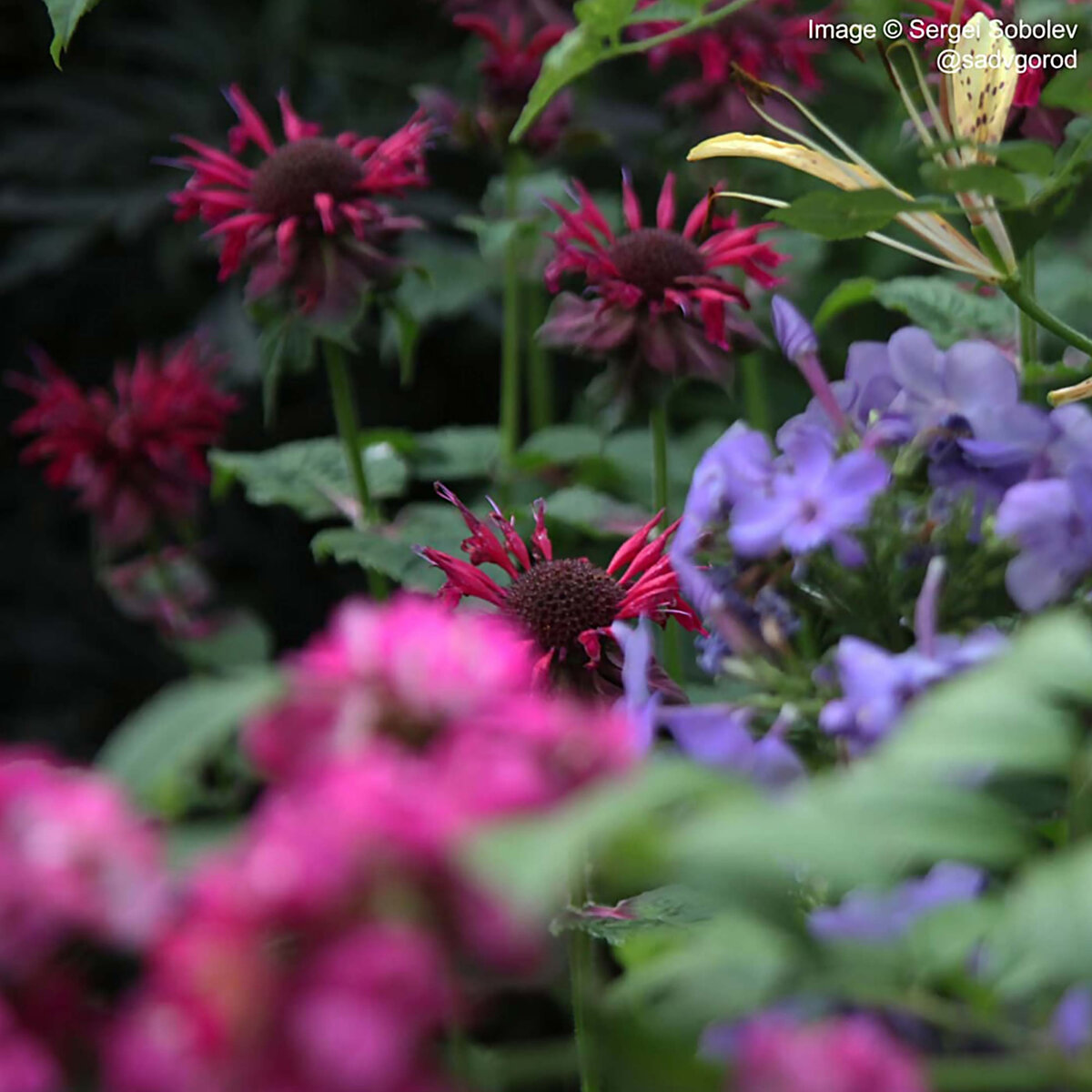 Эта же монарда в фазе завершения цветения.