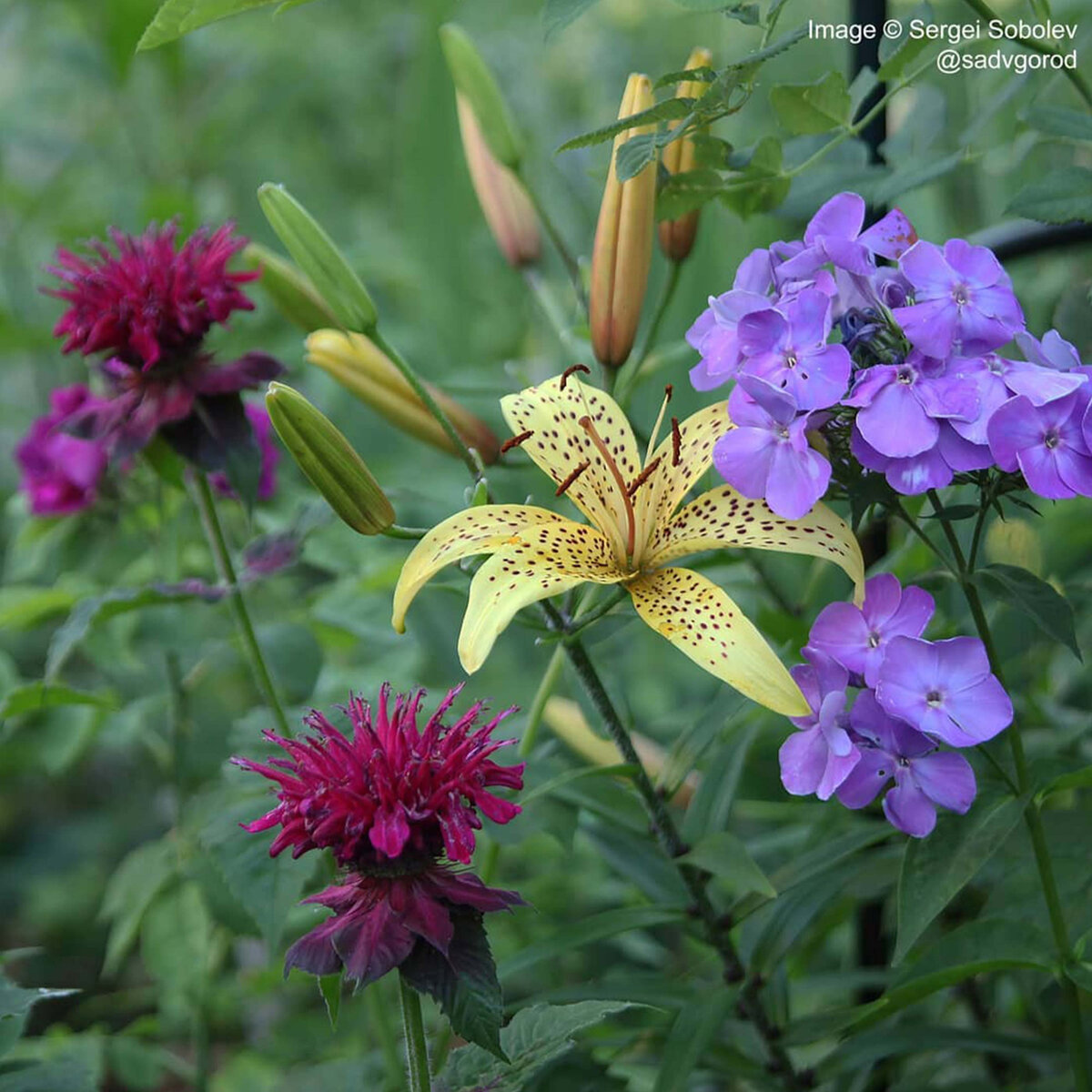 Бледно-жёлтая лилия неизвестного сорта и сиреневый флокс 'Моя любовь, моя отрада'.