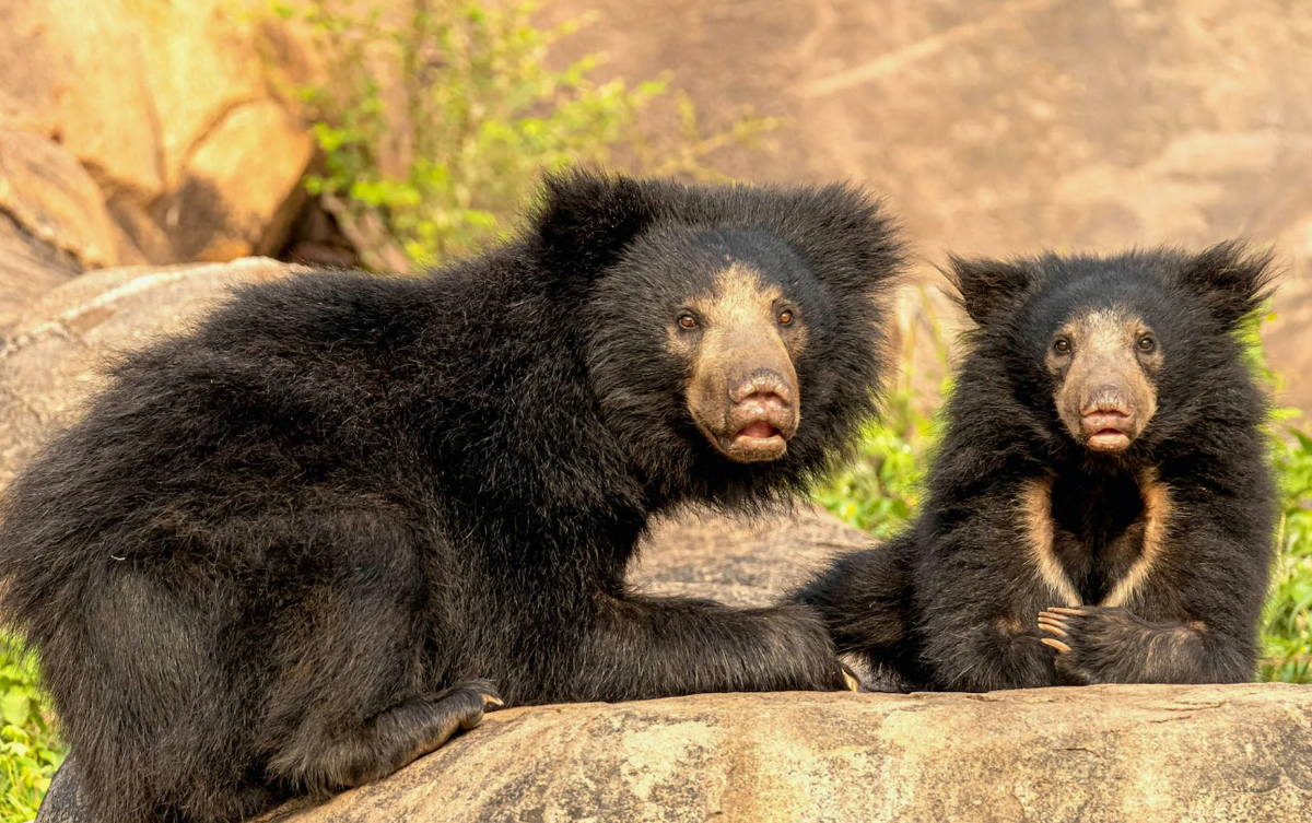 Медведь-губач (Melursus ursinus) не только примечателен своими длинными губами, адаптированными для высасывания термитов, но и обладает удивительной способностью к "лунной ходьбе". Этот необычный навык заключается в способности медведя-губача ходить задом наперед почти так же легко и естественно, как и вперед. Эта уникальная адаптация помогает ему лучше маневрировать в узких термитниках и других тесных пространствах в поисках пищи.