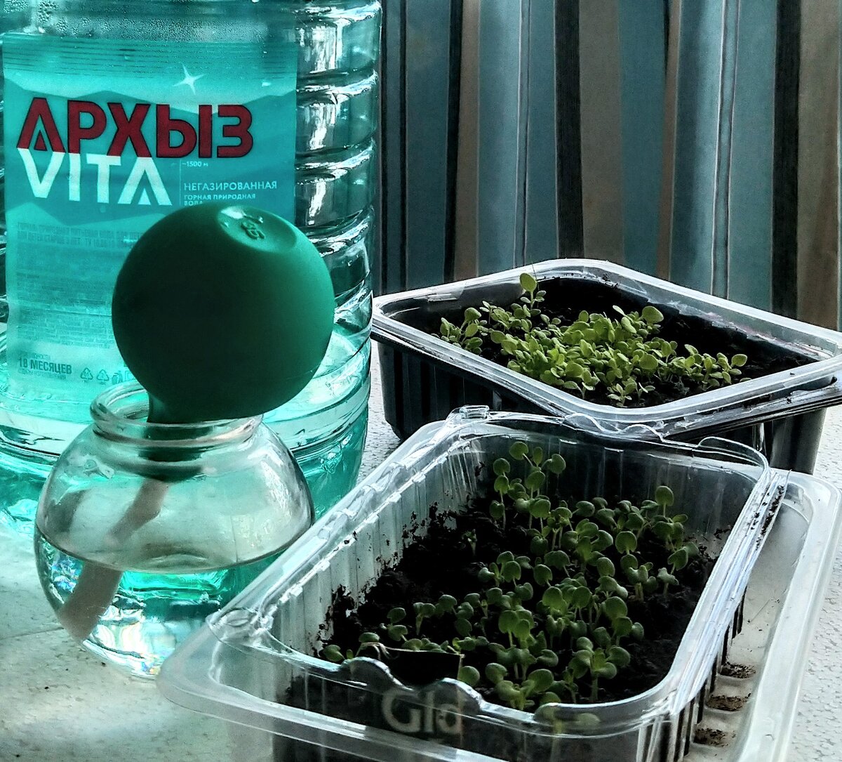 Талой водой "Архыз" хорошо поливать рассаду