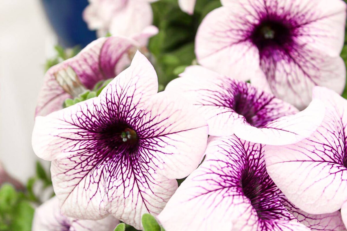 Остановимся немного на каждом из них, поскольку есть особенности при выращивании.