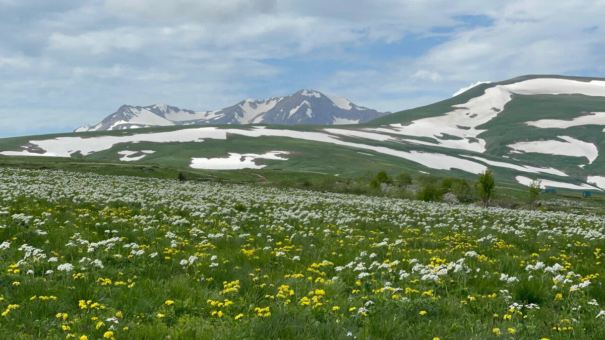 Альпийские луга — это высокогорные экосистемы с зелёной растительностью. Автор: Daria Velikotskaia. Источник: Яндекс Карты