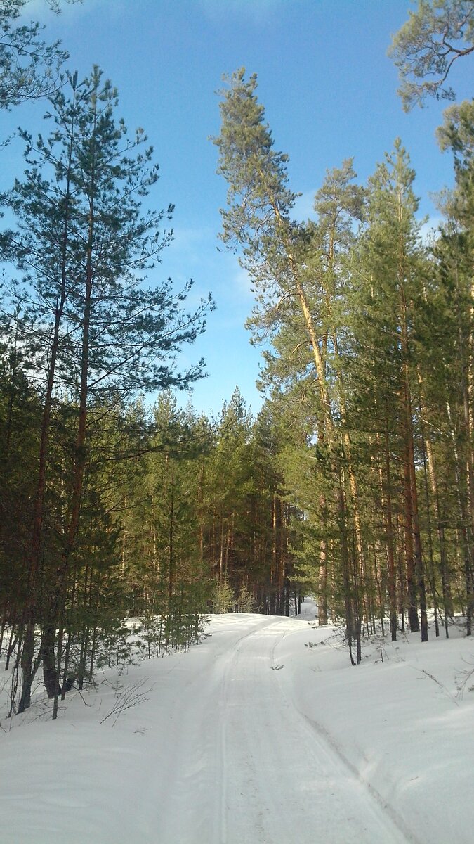 В лес за приключениями. Фото автора