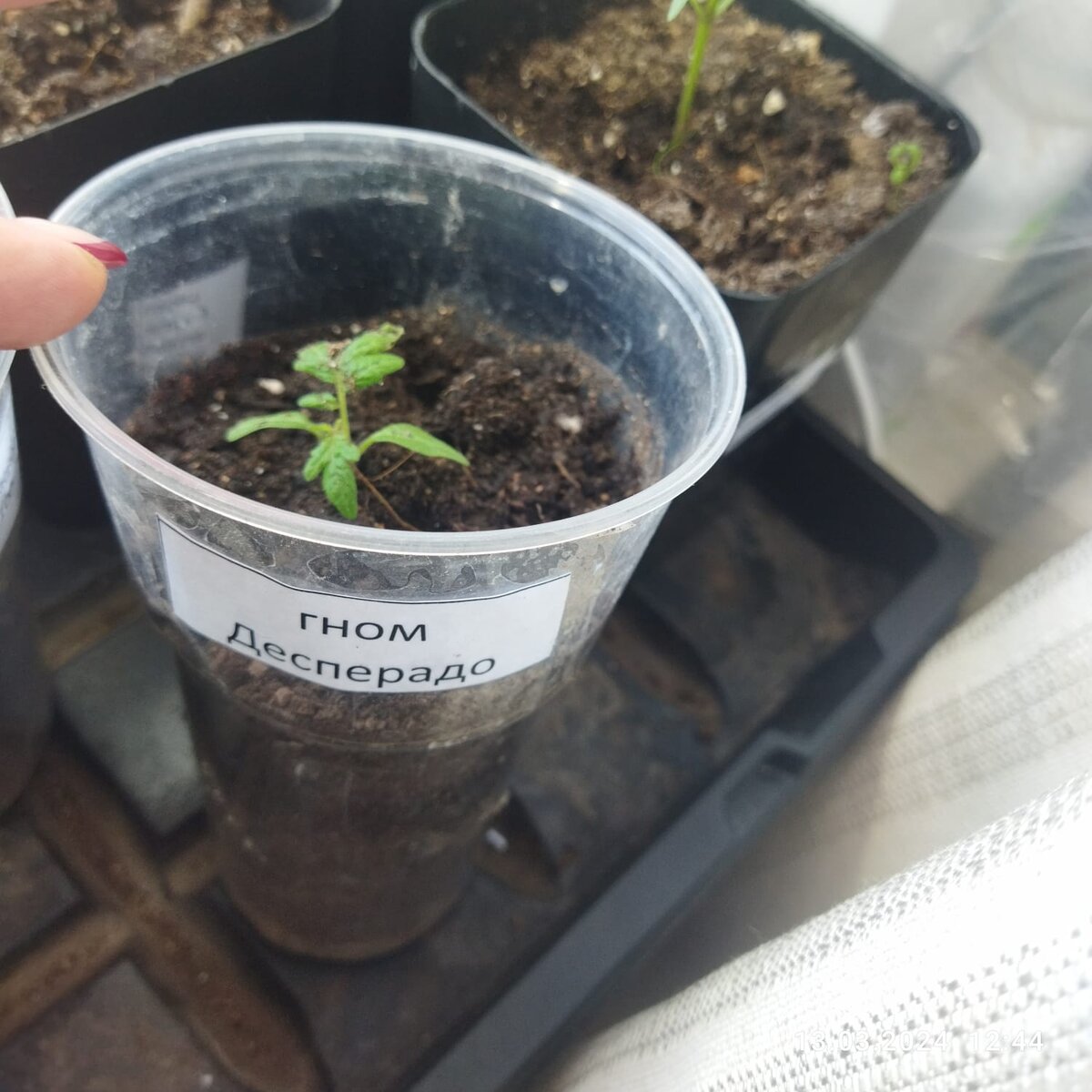 высадка семян томатов на рассаду. таблица прорастания семян овощных культур. сколько всходят семена томатов. минимальная температура прорастания семян. таблица всхожести семян.