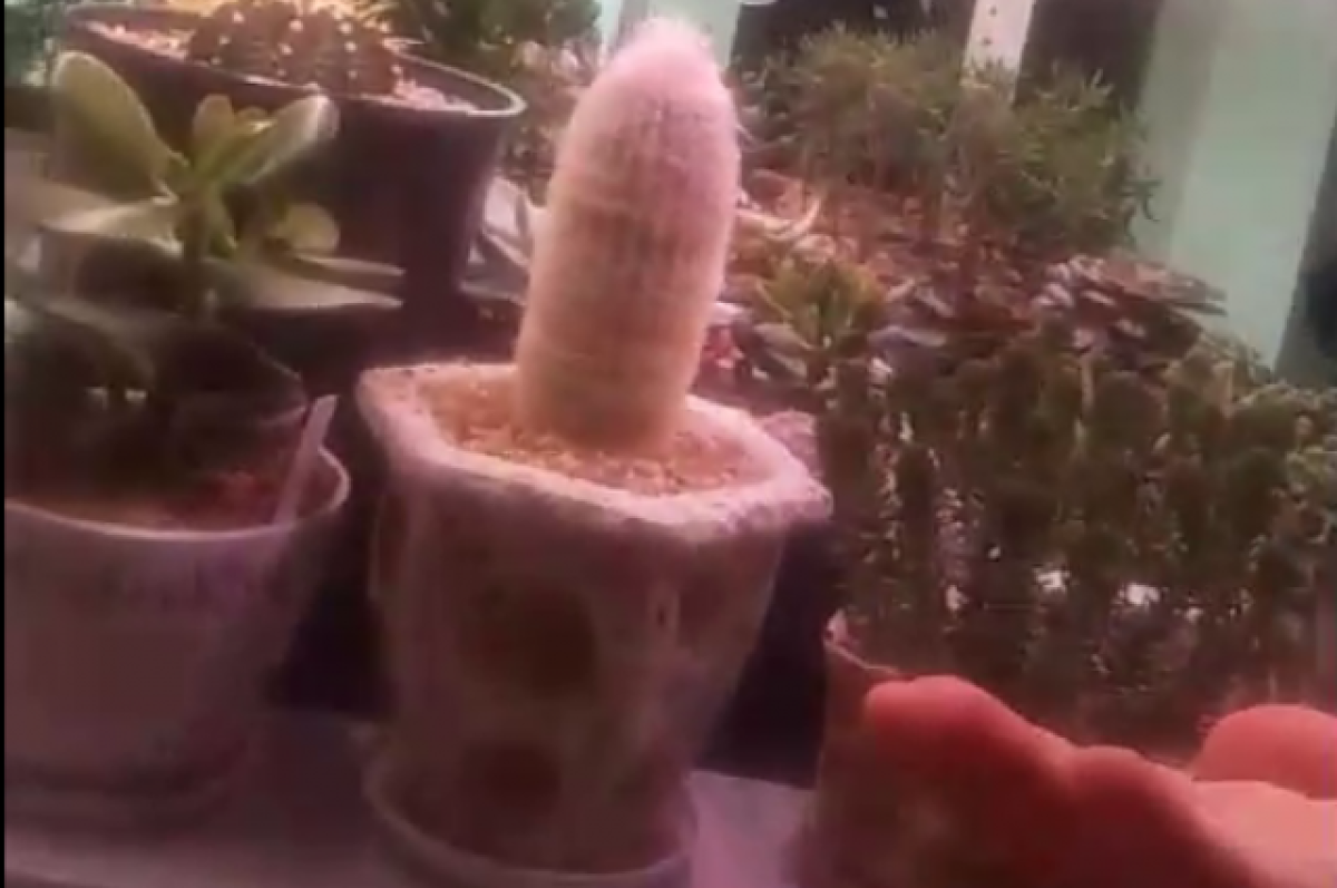    Вынес мат из избы.