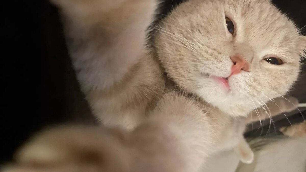     Несмотря на то, что кота ии кошечку бесплатно можно взять из приюта, многие тюменцы интересуются исключительно породистыми животными, которые стоят солидные денег. К тому же объявления о продаже котов в городе пестрят изобилием, выбрать можно, как редкого котика, так и питомца с суперспособностями.