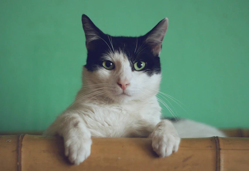 Manja Vitolic\unsplush.com