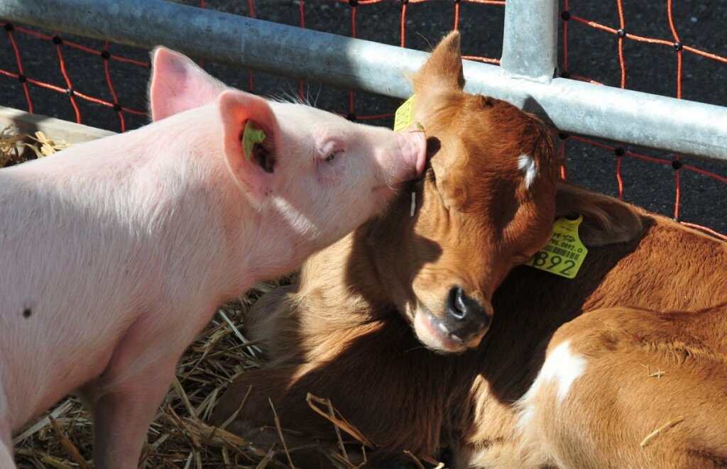 Сельское хозяйство в Тверской области поддержат конкретно