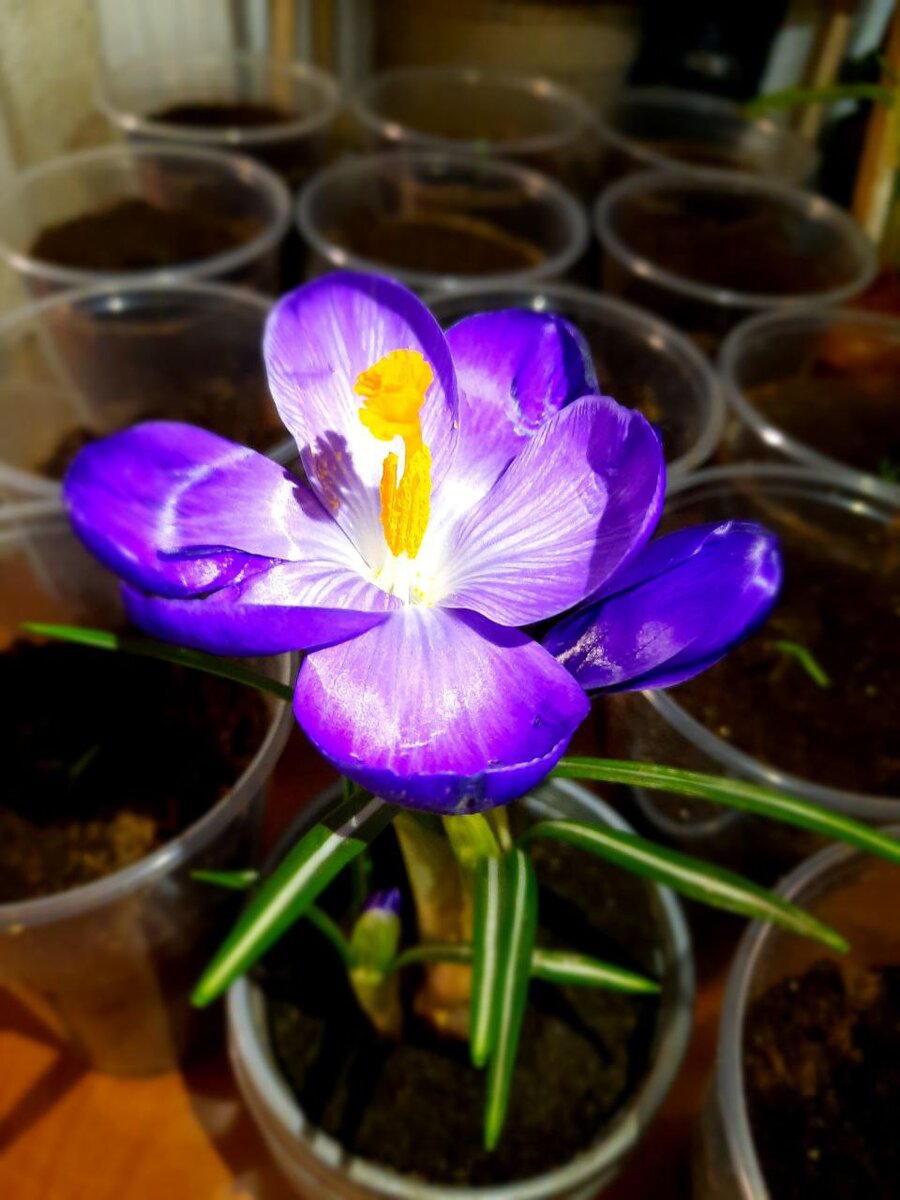 Всходы Кипарисов из семян и цветок Крокуса